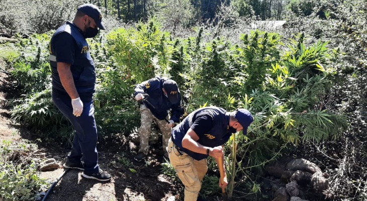 La PFA decomisó una plantación de marihuana de 20 hectáreas