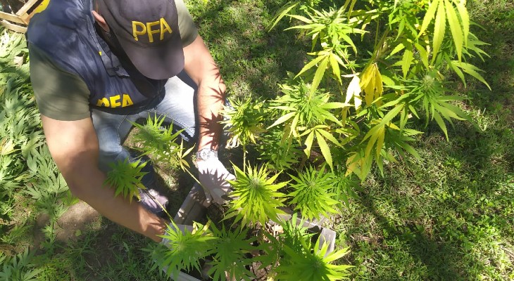 Está detenida la casera del campo por la plantación de cannabis