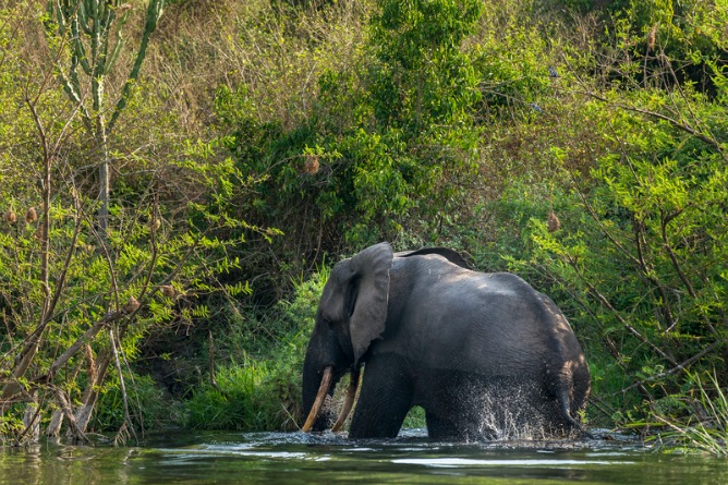 Los elefantes africanos están en peligro de extinción