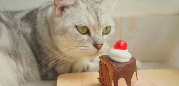 Chocolate, un alimento prohibido para tu gato