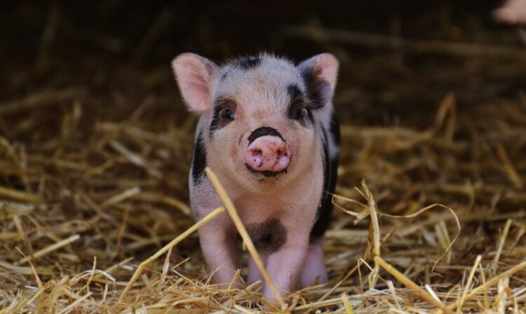Cerdos mini pig, la nueva tendencia en mascotas exóticas