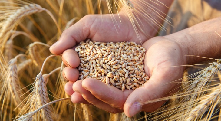 La Celiaquía podría explicarse por exceso de nitrógeno en los cultivos de trigo