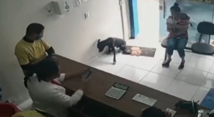 Un perro herido asistió por su cuenta a una veterinaria