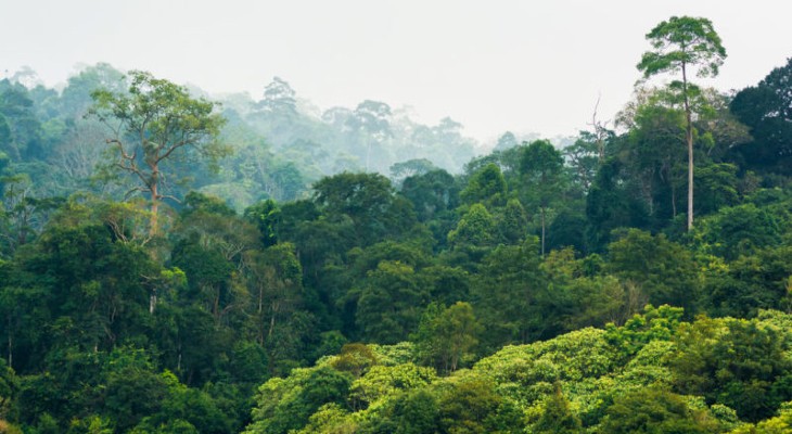 Los bosques tropicales surgieron por la extinción de los dinosaurios