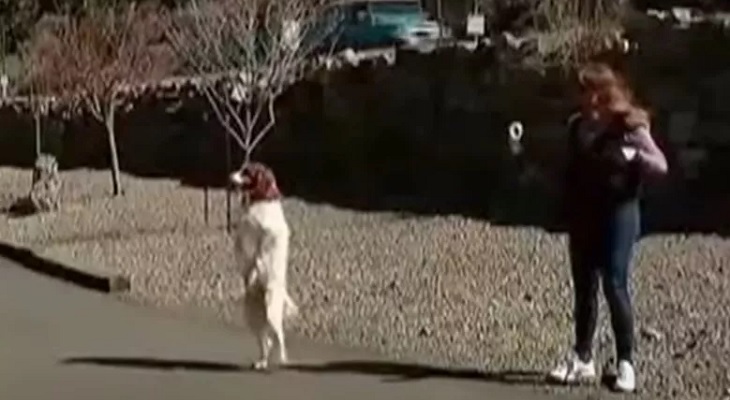 Este es Dexter, el perro que camina en dos patas