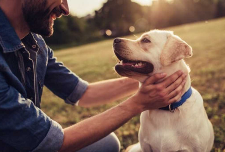 En qué consiste la Etología, la ciencia del comportamiento animal