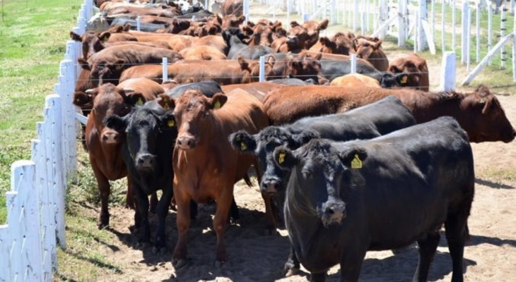 Paro del campo contra el cepo a las exportaciones de la carne