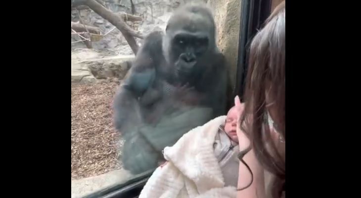 Increíble: una mamá gorila reaccionó inesperadamente al ver a un bebé