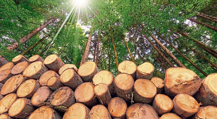 La industria forestal podría generar inversiones por US$ 6.000 millones