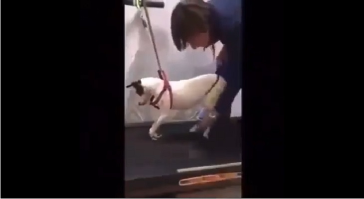 Un perrito inválido hizo rehabilitación y volvió a caminar