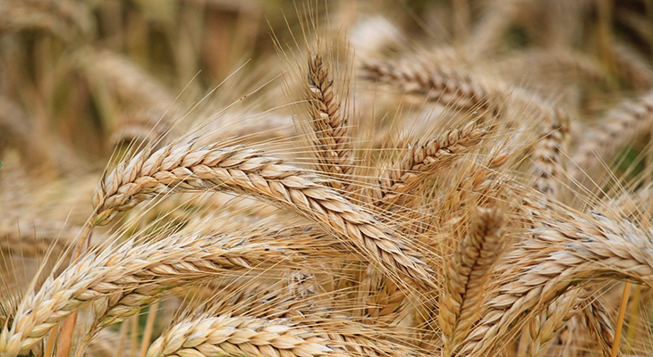 La celiaquía puede agravarse debido al aumento de fertilizantes en el trigo