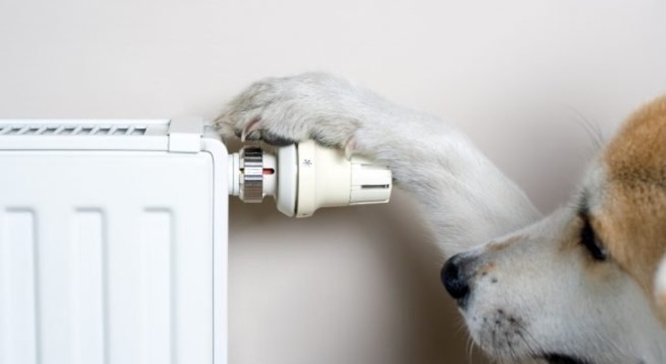 ¿Cómo afecta la calefacción a nuestras mascotas?