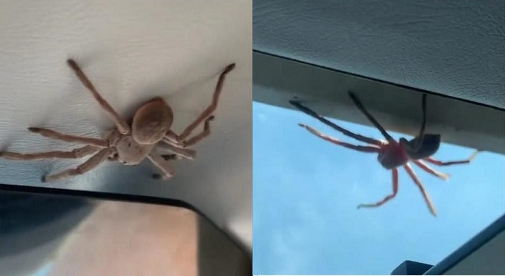 Una enorme araña sorprendió a un piloto mientras intentaba aterrizar