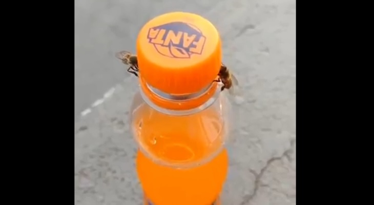Impresionante: dos abejas coordinan esfuerzos para abrir una gaseosa