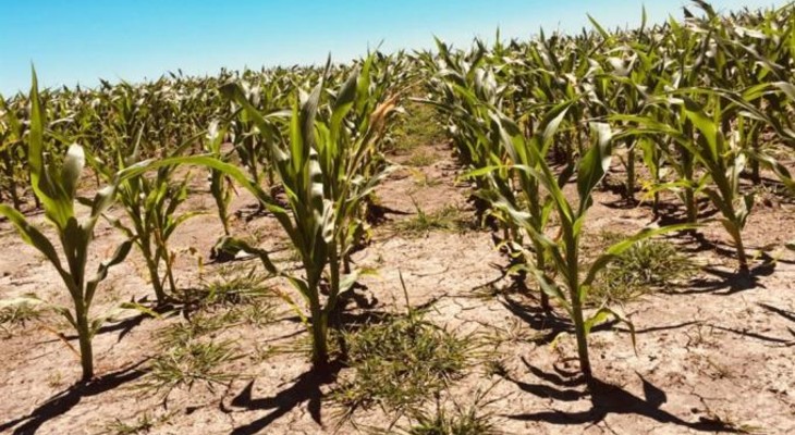 El Banco Mundial prevé fuertes pérdidas agrícolas por el clima