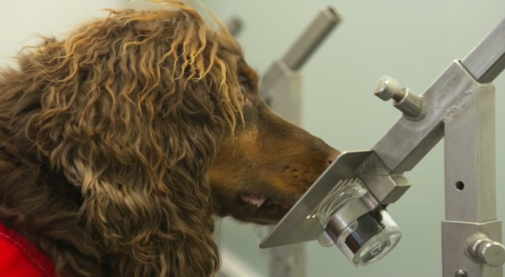 Perros biodetectores versus coronavirus
