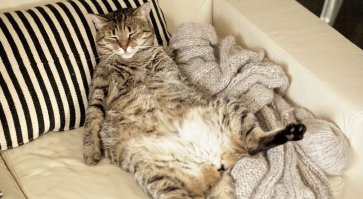 Tu gato no está tan gordo como creías