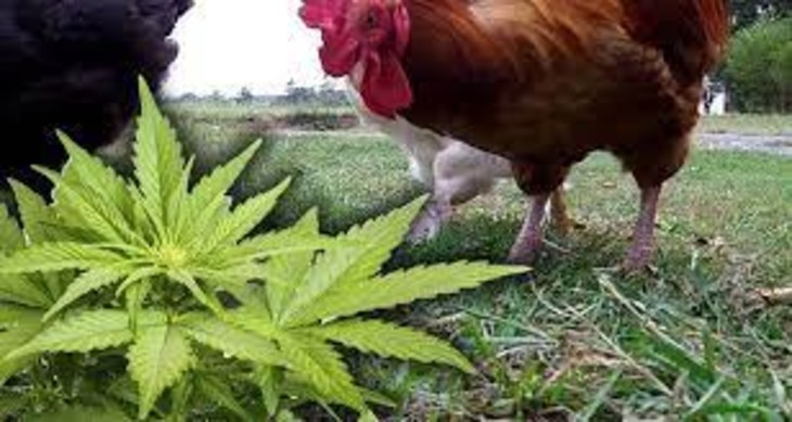 Pollo con cannabis