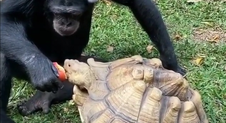 Ternura interespecie: un mono le convidó una manzana a una tortuga