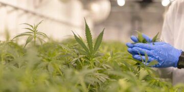 Media sanción para el proyecto de cannabis industrial y medicinal