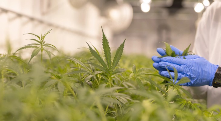 Media sanción para el proyecto de cannabis industrial y medicinal