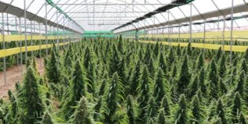Cannabis, ¿industria argentina?