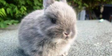 Las razas de conejitos más pequeños del mundo