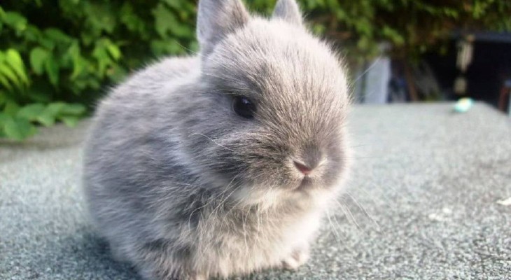 Las razas de conejitos más pequeños del mundo
