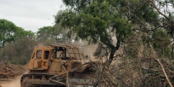 El desmonte ilegal arrasó con casi 5.000 hectáreas en 2020