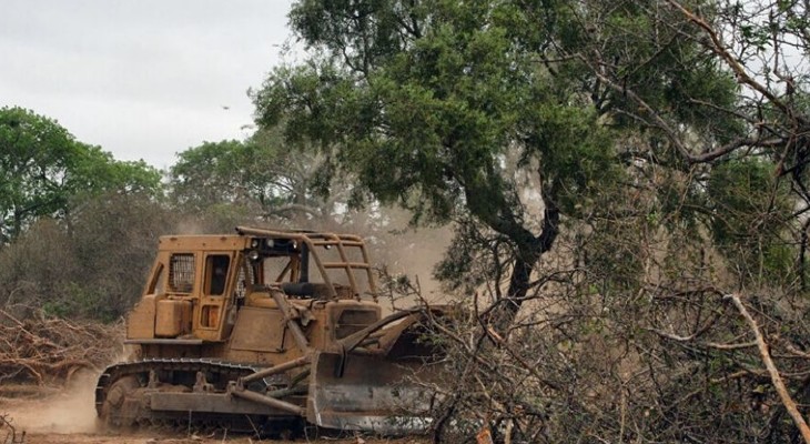 El desmonte ilegal arrasó con casi 5.000 hectáreas en 2020