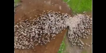 Esto ocurre cuando se juntan drones, ovejas y un buen fotógrafo