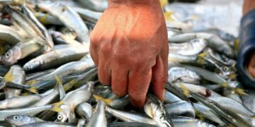 Advierten un riesgo toxicológico en el consumo de pescados