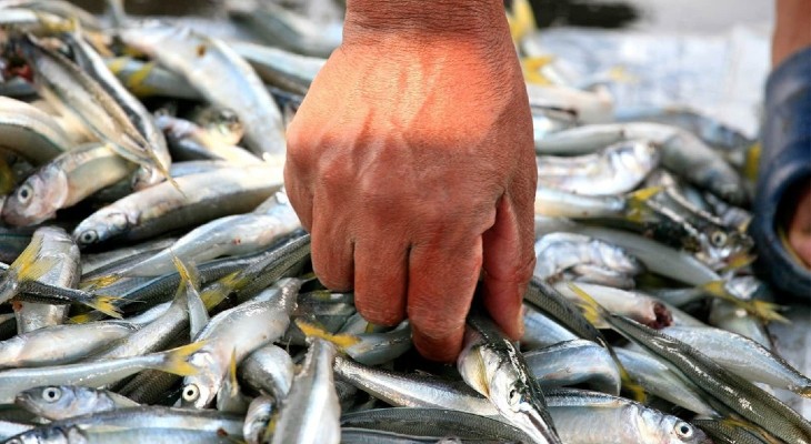 Advierten un riesgo toxicológico en el consumo de pescados