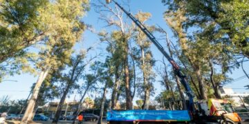 Reactivan la poda de árboles de hasta 40 metros de altura en la ciudad
