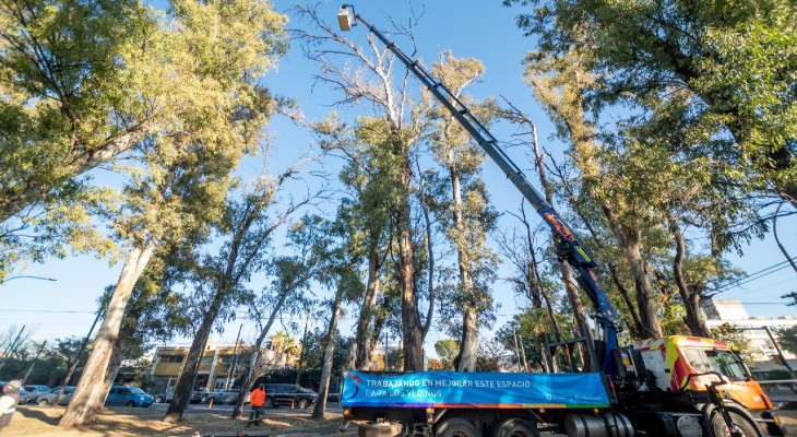 Reactivan la poda de árboles de hasta 40 metros de altura en la ciudad