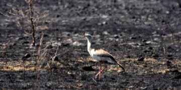 Cenizas y esperanzas