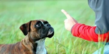 La obediencia canina y el adiestramiento