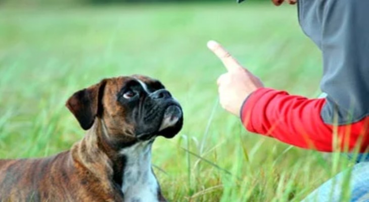 La obediencia canina y el adiestramiento