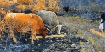 Socorren a los animales afectados por el fuego