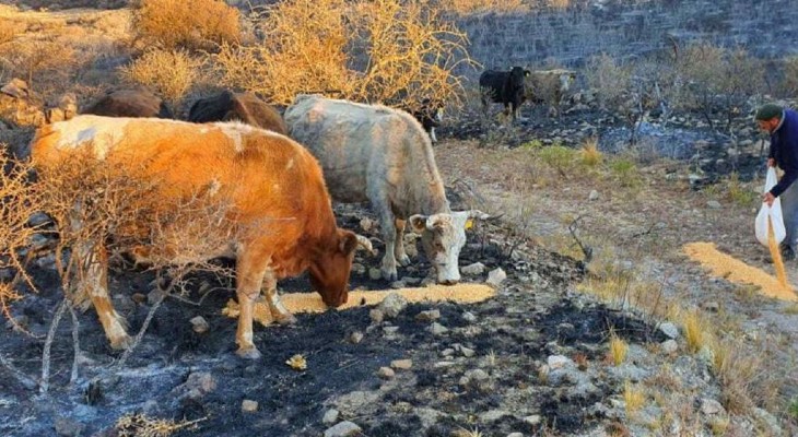 Socorren a los animales afectados por el fuego