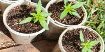 Sobreseyeron a un hombre que cultivaba marihuana para su madre enferma