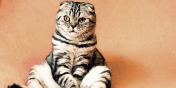 Los tres días internacionales del gato