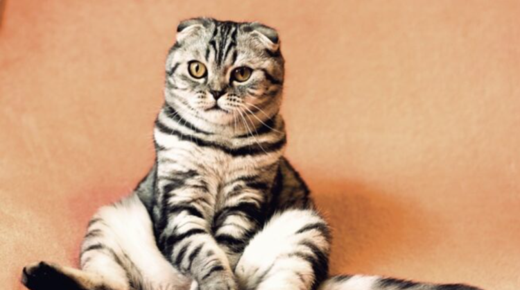 Los tres días internacionales del gato