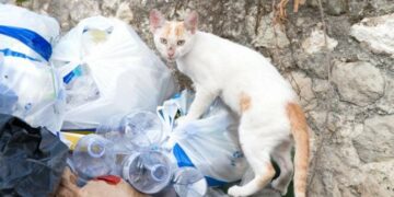 Cómo ahuyentar gatos callejeros de nuestro hogar