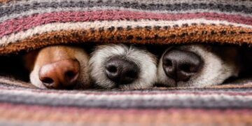 Cuidado de animales durante el invierno