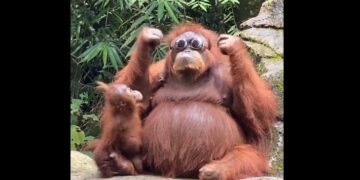Perdió sus anteojos en la jaula de los orangutanes y ocurrió esto