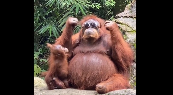 Perdió sus anteojos en la jaula de los orangutanes y ocurrió esto