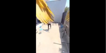 Un pájaro robó una cámara y grabó estas impresionantes imágenes