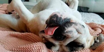 ¿Qué dice sobre su salud la forma en la que duerme tu perro?