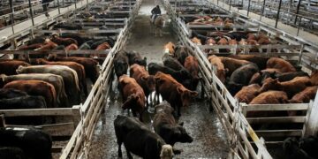 La ganadería vacuna emite gases debajo de niveles internacionales